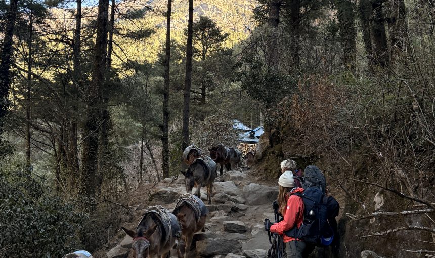 Pack animals on Nepal’s Trekking Trails: A detailed safety guide