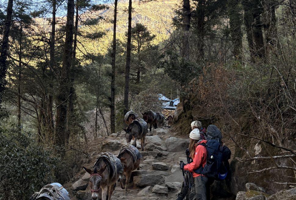 Pack animals on Nepal's trekking trails