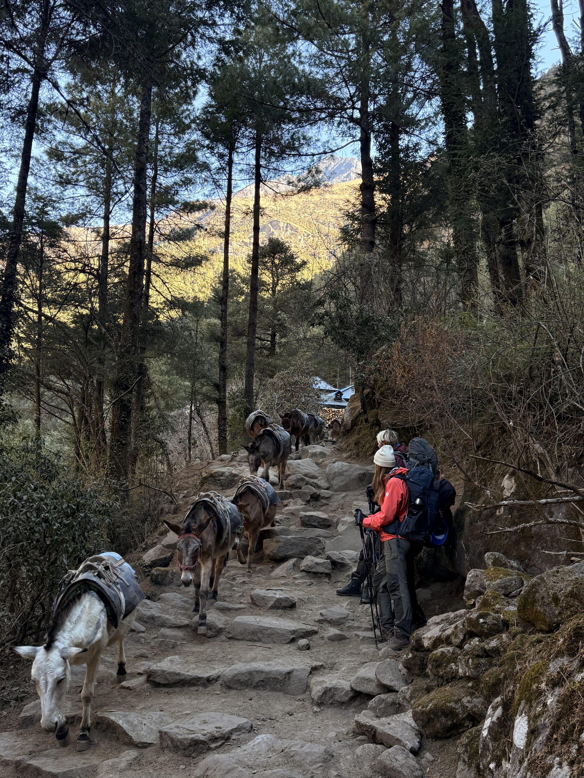 Pack animals on Nepal's trekking trails